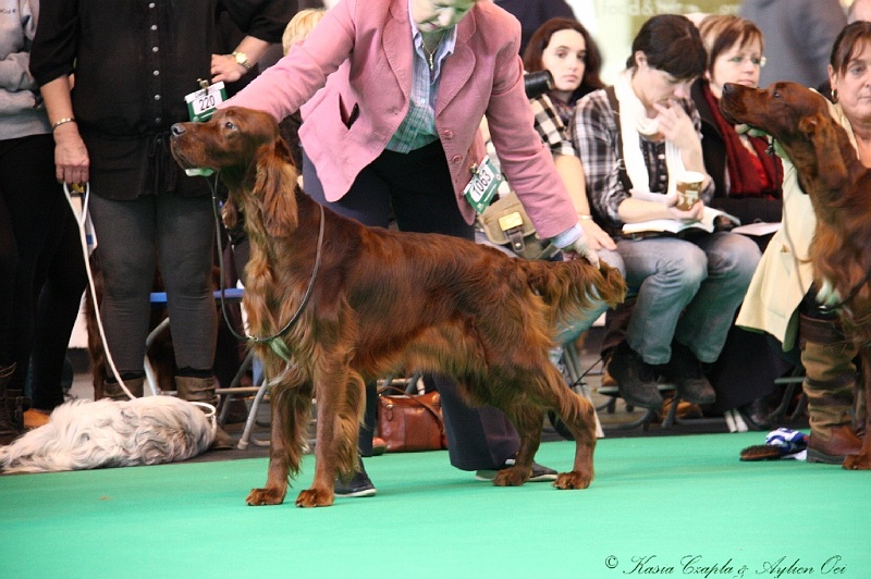 Crufts2011 189.jpg